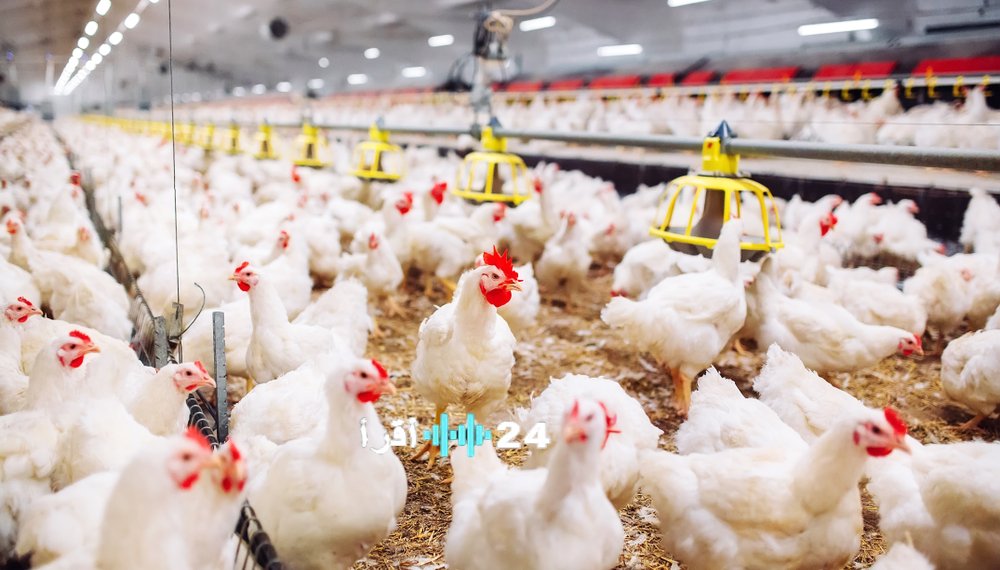 «تابع أحدث الأرقام» بورصة الدواجن السبت 29 نوفمبر 2025 ترصد تقلبات أسعار الفراخ