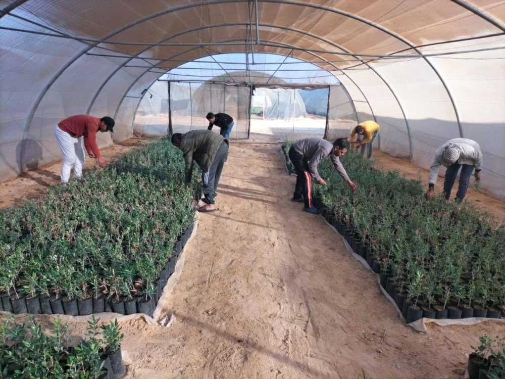 الزراعة تدعم انتاج الزيتون بسيناء والساحل الشمالي الغربي