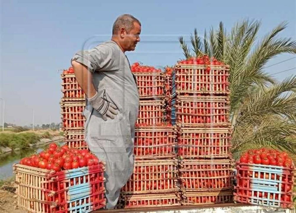 هدوء أسعار الخضار اليوم الأحد 30 نوفمبر 2025 بأسواق المنيا