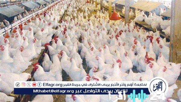 «نبض السوق» مستجدات أسعار الفراخ البيضاء في قنا الثلاثاء 25 نوفمبر 2025