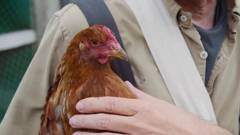 أول حالة وفاة بسلالة نادرة من إنفلونزا الطيور في الولايات المتحدة