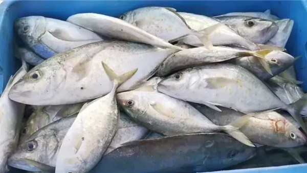 «أسعار الأسماك تسجل تغيرات ملحوظة اليوم الأربعاء 26 نوفمبر 2025»