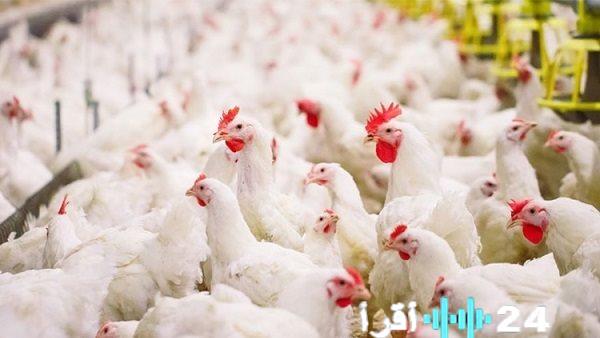 «قراءة معمقة. أسرار هبوط أسعار الدواجن تحليل مفصل لواقع السوق من المزرعة للمستهلك