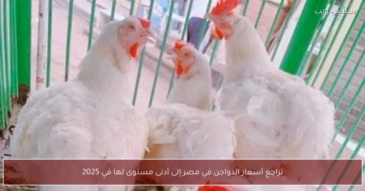 تراجع أسعار الدواجن في مصر لأدنى مستوياتها منذ بداية عام 2025