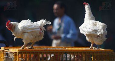 أسعار الفراخ البيضاء والبلدي تسجل انخفاضًا ملحوظًا في الأقصر