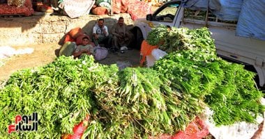 هدوء أسعار الخضراوات اليوم الأربعاء 26 نوفمبر 2025 بالأقصر