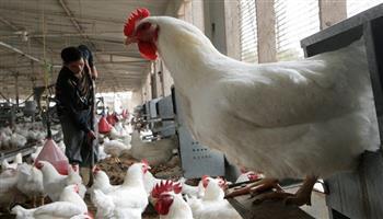 «استكشف أسعار الدواجن اليوم الأحد 30 نوفمبر 2025 في الأسواق، كم بلغ سعر البانية والوراك؟»