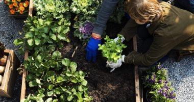 7 نصائح أساسية لزراعة حديقة أحلامك في الويك إند