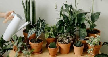 5 نصائح لنمو نباتاتك المنزلية وازدهارها في الشتاء دون ذبول