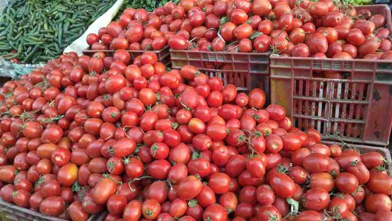 «طماطم المنيا» تسجل حضوراً قوياً في أسواق أسيوط بأسعار تنافسية والمواطنون يكونون في مقدمة الشارين