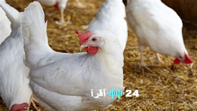 «توقعات مثيرة حول أسعار الفراخ البيضاء حتى نهاية 2025»