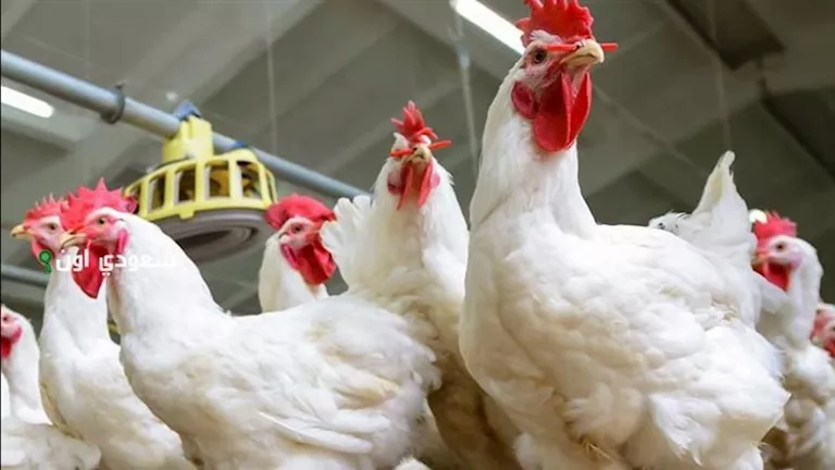 «خبر سار على مائدة كل بيت» يوم الخميس 15 يناير 2026 يشهد هبوطًا مدويًا في تكلفة الدجاج لدى منافذ البيع