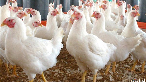 «تأهب المستهلكين.» ارتفاع جديد يضرب أسعار الدواجن البيضاء الأربعاء 26 نوفمبر 2025
