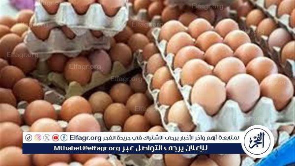 سعر كرتونة البيض في بورصة الدواجن والسوق المنيا اليوم الأحد 23 نوفمبر 2025