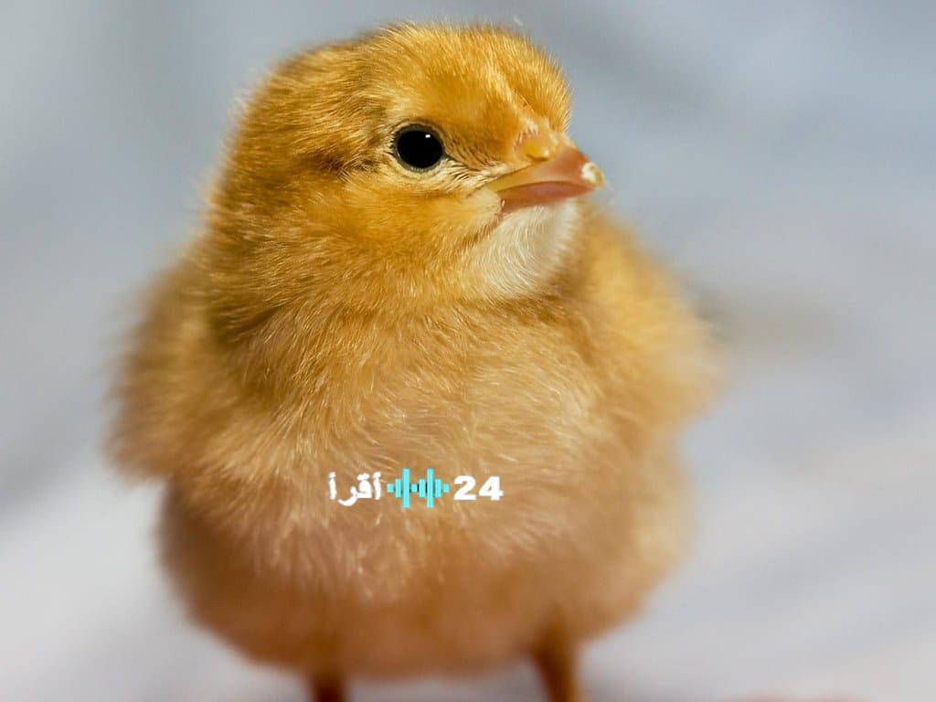 أسعار الكتاكيت البيضاء اليوم في بورصة الدواجن وتحديثات السوق للمربين