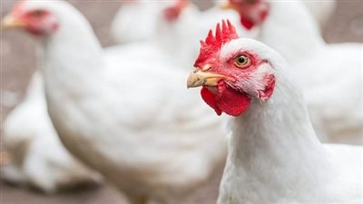 «تداعيات اقتصادية مرتقبة» قفزة غير متوقعة في أثمان الدواجن تهز الأسواق يوم الأربعاء