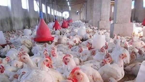 «تحديات مستمرة: هل ستمضي نحو التقدم أم ستظل في حالة تراجع»