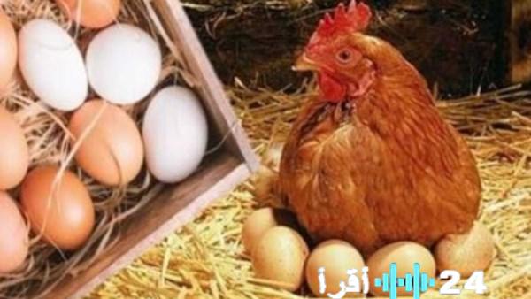 «تراجع مفاجئ» أسعار الدواجن والبانيه يثير اهتمام المواطنين اليوم الإثنين