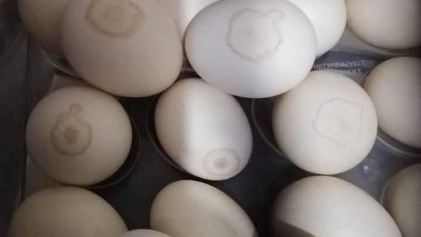 «مفاجآت أسعار الدواجن اليوم الخميس» انخفاض كبير في الأسواق يثير اهتمام المواطنين