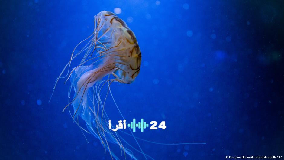 كائنات بحرية تتحدى الشيخوخة أسرار الحياة الأبدية