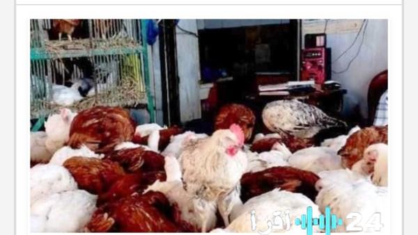 «نبض السوق» بورصة الدواجن في أسوان تحديثات الثلاثاء 25 نوفمبر 2025