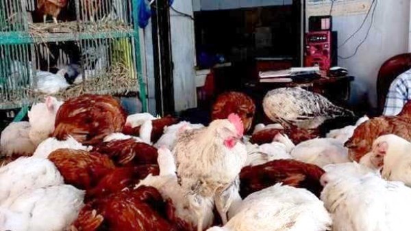 أسعار الدواجن في أسواق أسوان اليوم الخميس 27 نوفمبر 2025