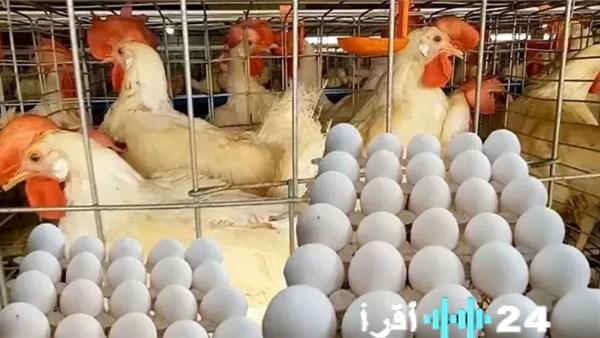 «مائدة المصريين على ميزان السوق»
مؤشرات أسعار الدواجن والبيض ترسم المشهد اليومي بالوادي الجديد