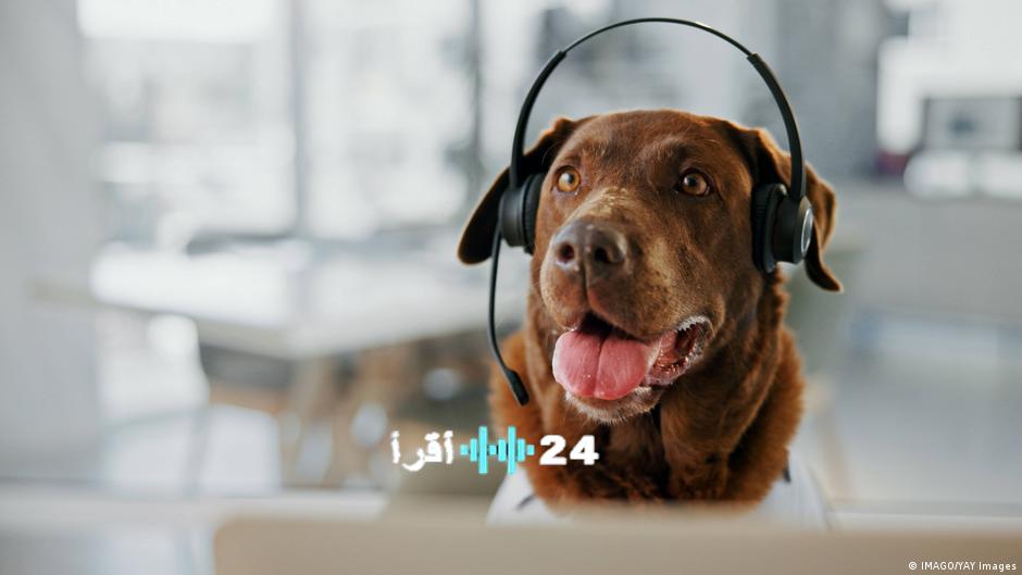 اختبارات الذكاء تكشف أسرار عبقرية الكلاب الأليفة