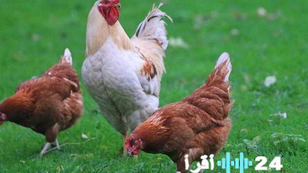 أسعار الفراخ البيضاء في بورصة الدواجن ليوم الجمعة 28 نوفمبر 2025