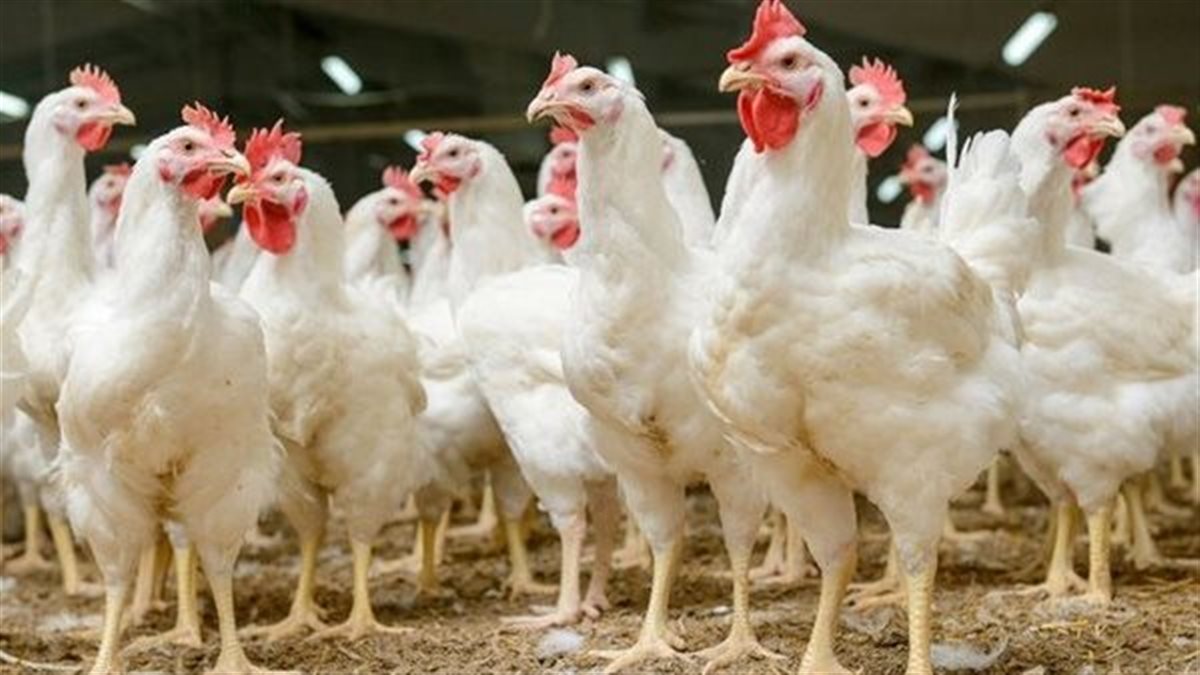 «للمستهلك والتاجر» مستجدات أسعار الدواجن الأحد 23 نوفمبر 2025 تحليل عميق لحركة السوق