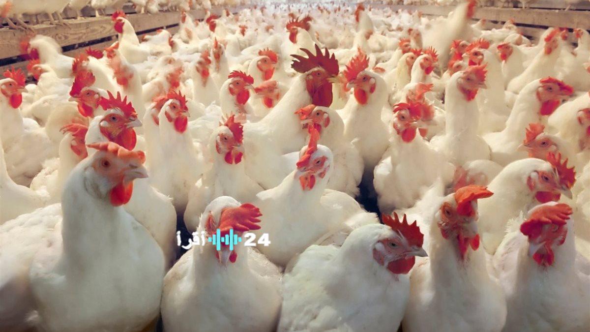 «في بؤرة الاهتمام الاقتصادي» كيلو الدواجن يسجل 57 جنيهًا في تعاملات الخميس 27 نوفمبر 2025