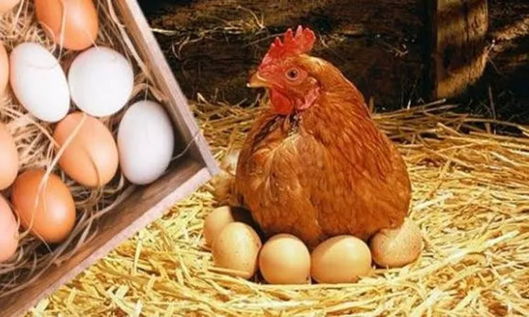 مستجدات أسعار الدواجن والبيض اليوم الاثنين 24 نوفمبر 2025