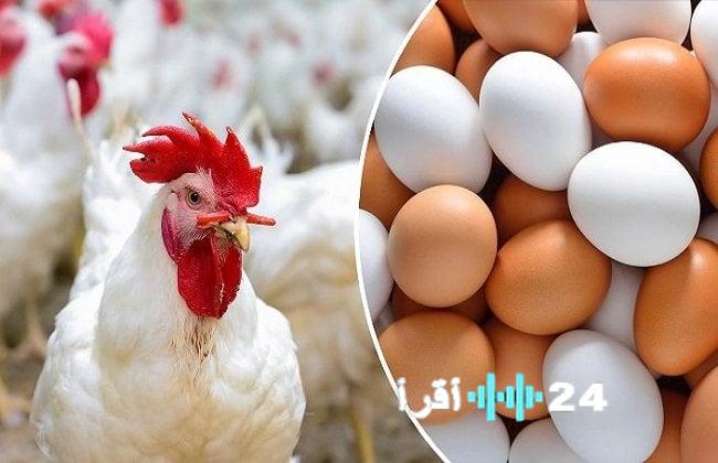 «.تقرير حصري» الكشف عن أسعار الدواجن والبيض في الأسواق المصرية الجمعة 28 نوفمبر 2025