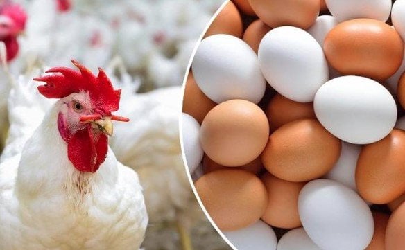 «لميزانية بيتك اليومية» أحدث مؤشرات سوق الدواجن والبيض مع صباح الأربعاء 14 يناير 2026