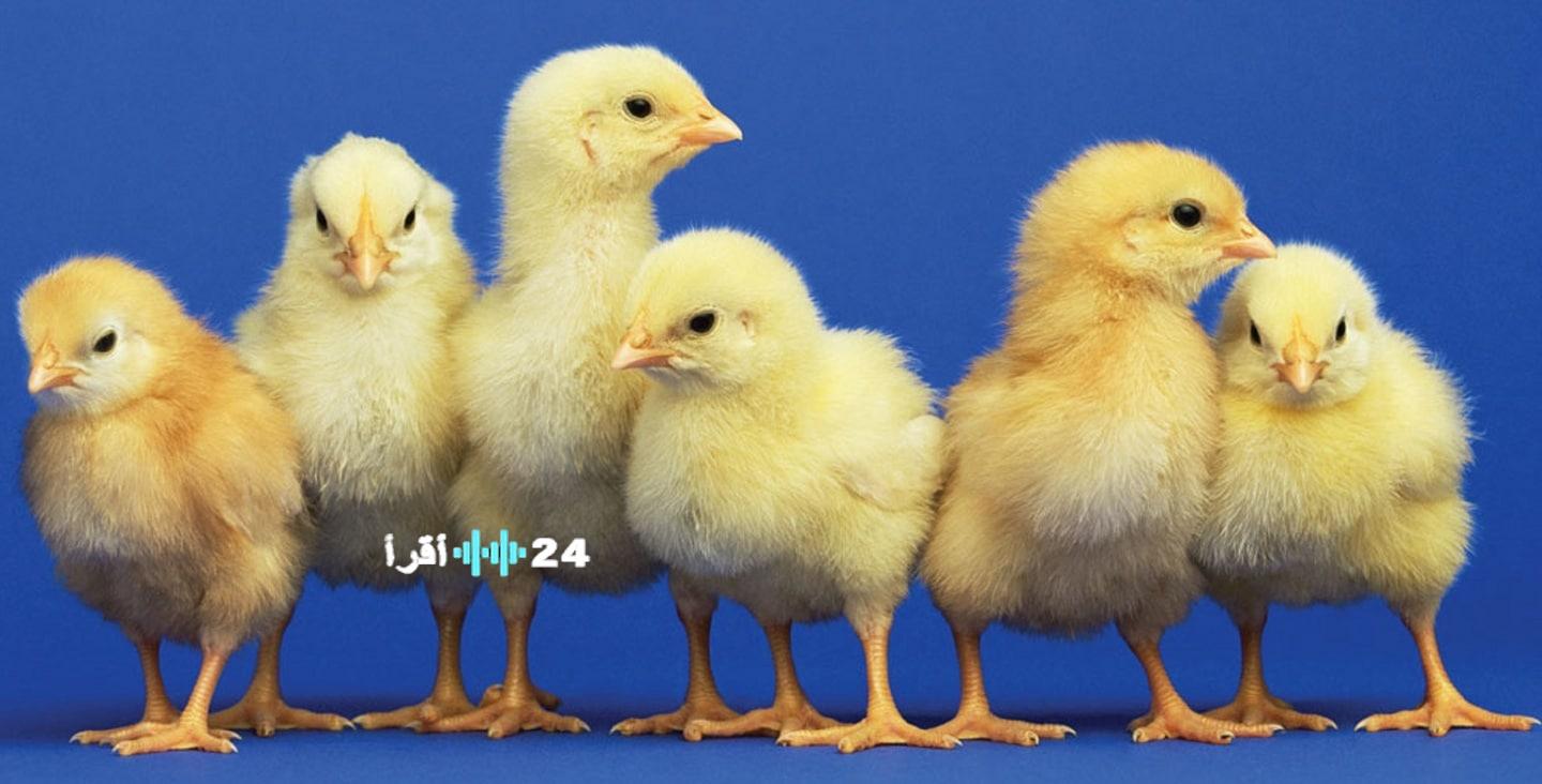 سعر الكتكوت الأبيض يتعرض لانهيار مفاجئ اليوم الأحد 23 نوفمبر 2025 في الأسواق المصرية