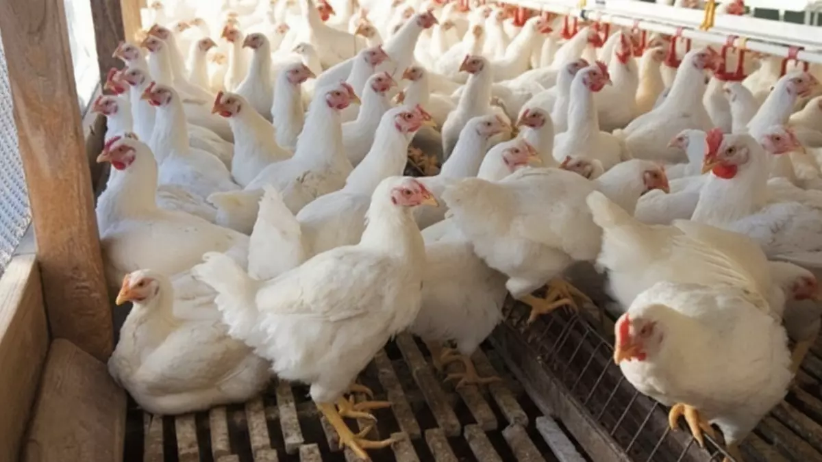 «موجة غلاء تضرب الأسواق»
الأسعار تحلق بالدواجن الحمراء لتلامس 83 جنيهًا والبيضاء تقف عند 70 كشف تفصيلي لتسعيرة اليوم بالكامل