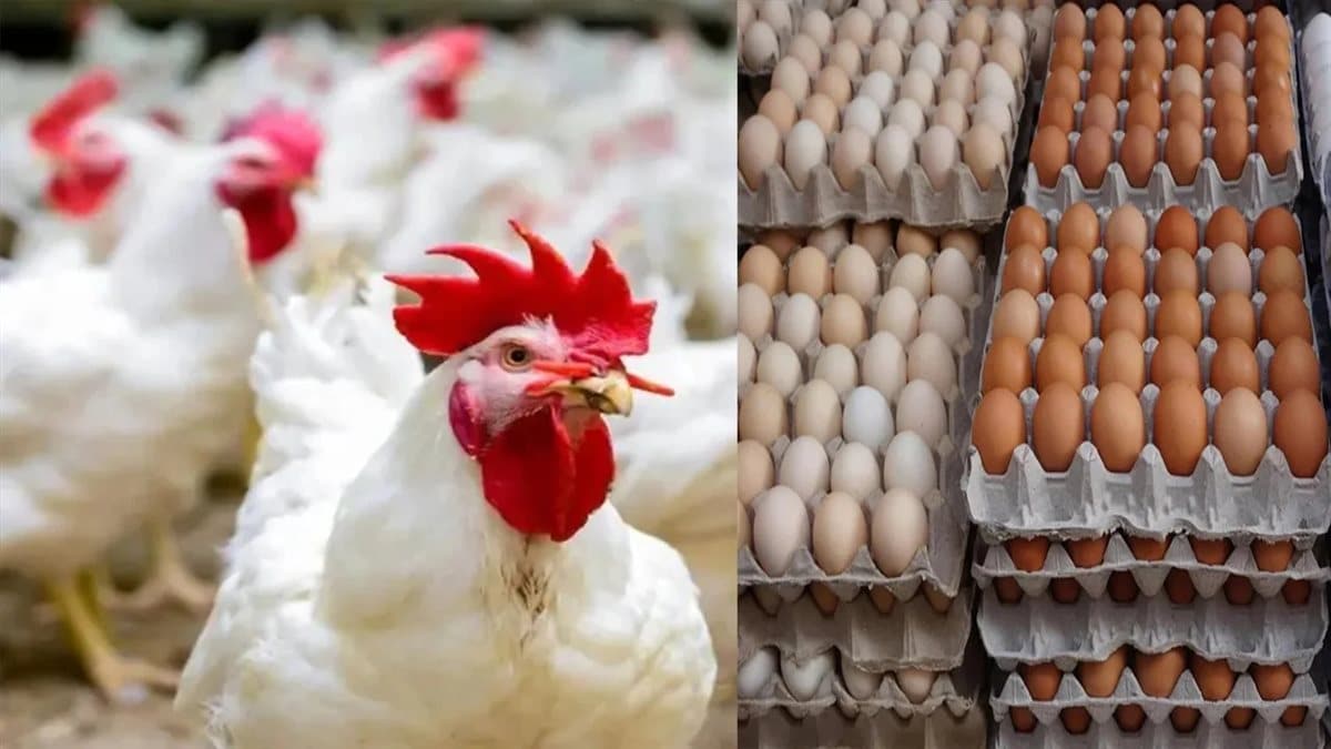 سعر الفراخ البيضاء في بورصة الدواجن والأسواق اليوم الأربعاء 26