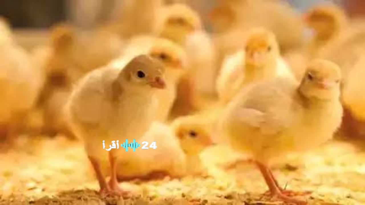 سعر الكتكوت والدواجن في الأسواق المصرية اليوم الخميس 27 نوفمبر 2025