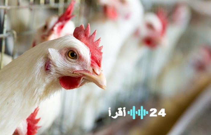 «متابعة اقتصادية» أسعار الدواجن والبيض تحافظ على ثباتها والفراخ الساسو تسجل تراجعًا محدودًا اليوم