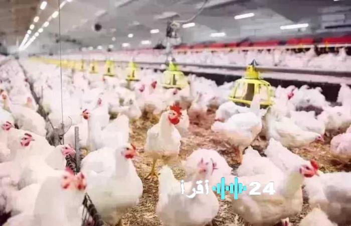 أسعار الدواجن اليوم الجمعة 28 نوفمبر 2025 وحقيقة أسعار الفراخ البيضاء