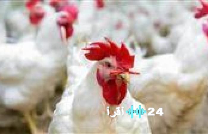 أسعار دجاج اليوم في مصر تصل إلى 57 جنيه للكيلو، فاجئ أحبائك بمائدة شهية