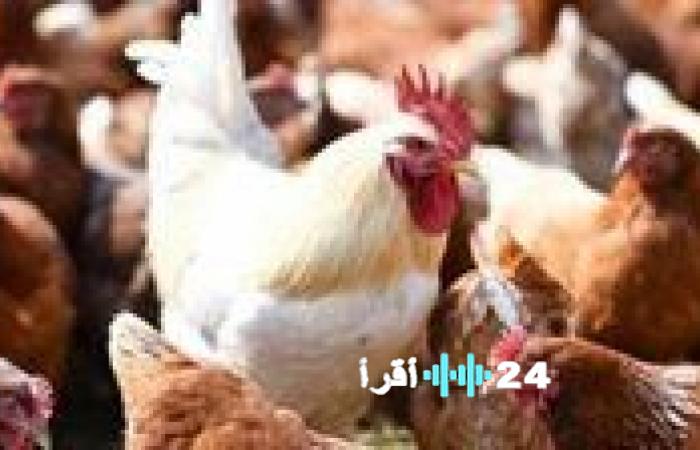 أسعار الدواجن والبيض ليوم الجمعة 28 نوفمبر