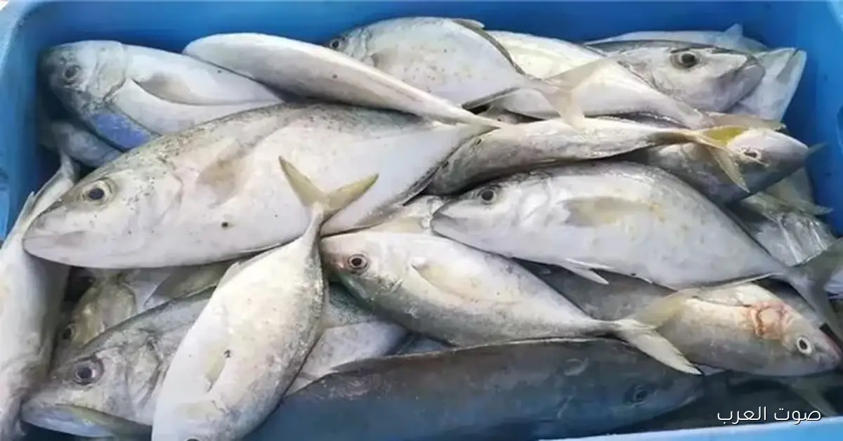 «قبل أن تشتري». بورصة الأسماك تكشف مستوياتها اليوم الاثنين 24 نوفمبر 2025