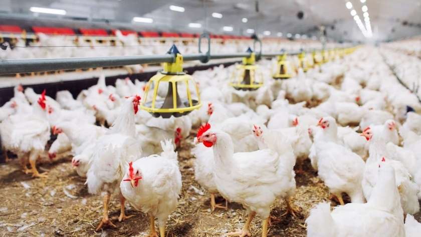 «أسعار الدجاج في مصر تتصدر المشهد اليوم الأحد 23 نوفمبر 2025»