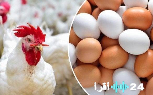 ارتفاع أسعار الفراخ البيضاء والدواجن والبيض بشكل ملحوظ اليوم الأحد 30 نوفمبر 2025