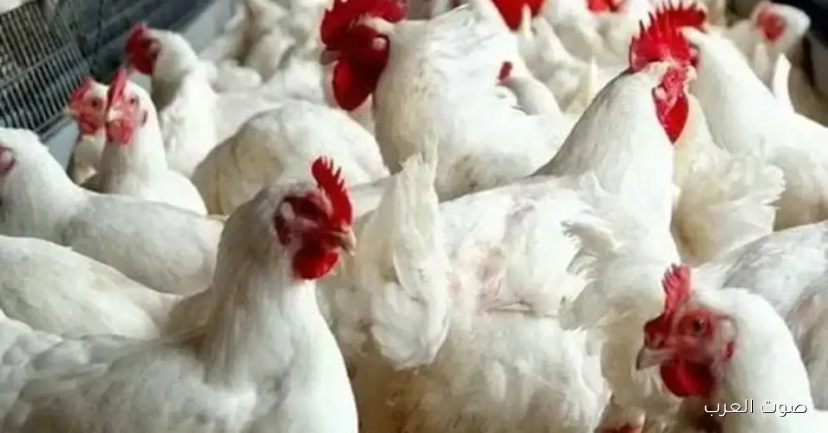 أسعار الفراخ وكرتونة البيض اليوم السبت 29 نوفمبر 2025