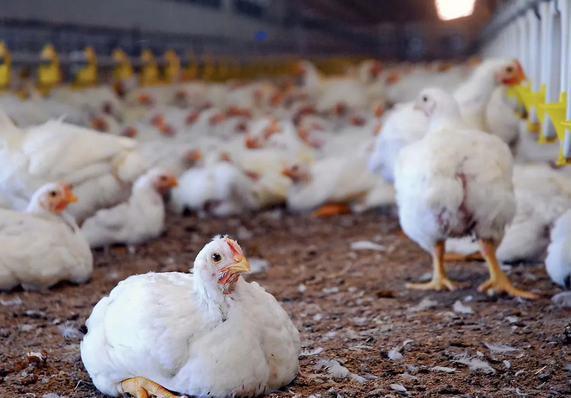 «أسعار الفراخ البيضاء ترتفع مجددًا»  – استقرار السوق في وجه تقلبات أسعار اليوم الخميس 27 نوفمبر 2025