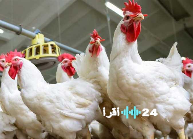 تراجع أسعار الفراخ البيضاء في السوق الاستهلاكي ببورصة الدواجن إلى 55 جنيهًا