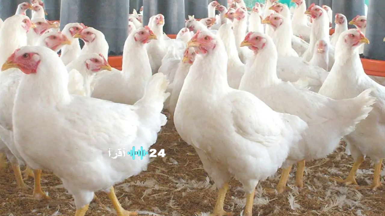 «أسعار الفراخ البيضاء تسجل ارتفاعًا في بورصة الدواجن اليوم الخميس 27 نوفمبر 2025 في المزارع والمحلات»