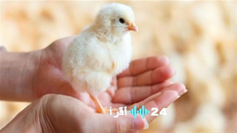 سعر الكتكوت الأبيض في أسواق الدواجن السعودية اليوم السبت 29 نوفمبر 2025